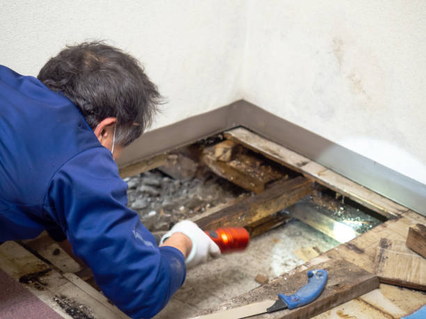 Best Mold Remediation for Schools in Castle Hills, TX