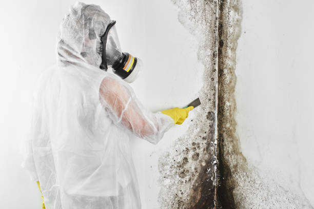 Best Residential Mold Remediation in Castle Hills, TX