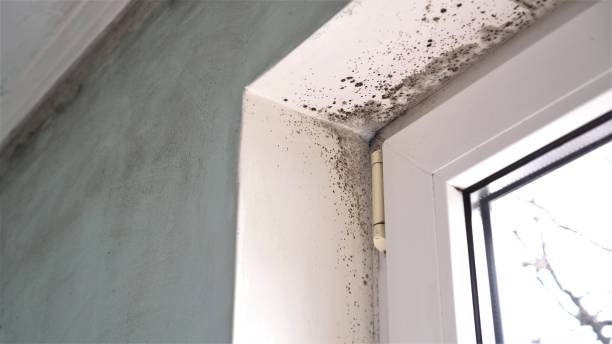 Best Mold Remediation for Specific Building Types in Castle Hills, TX