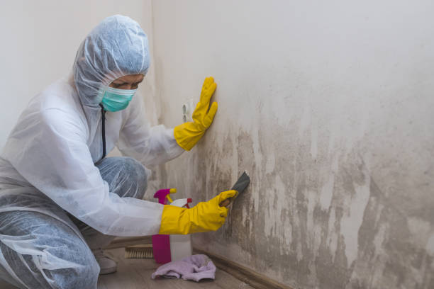 Best Industrial Mold Remediation in Castle Hills, TX