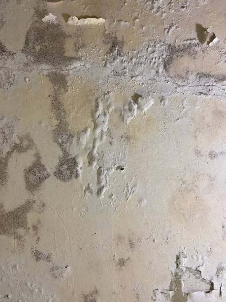Best Residential Mold Remediation in Castle Hills, TX