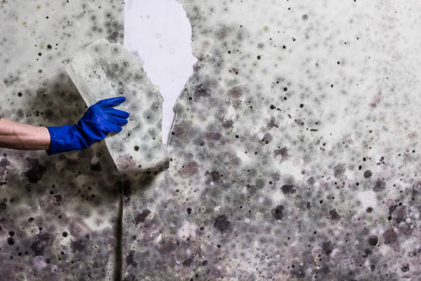 Best Emergency Mold Remediation in Castle Hills, TX